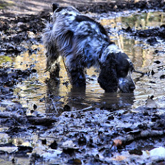 dog-drinking-muddy-puddle