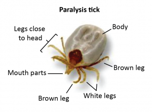 paralysis-tick-anatomy